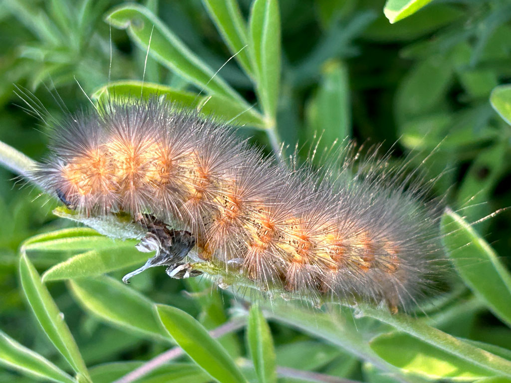 Salt marsh caterpillar